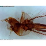 Dino-Lite ipari digitális mikroszkóp csomag 10-50-200x